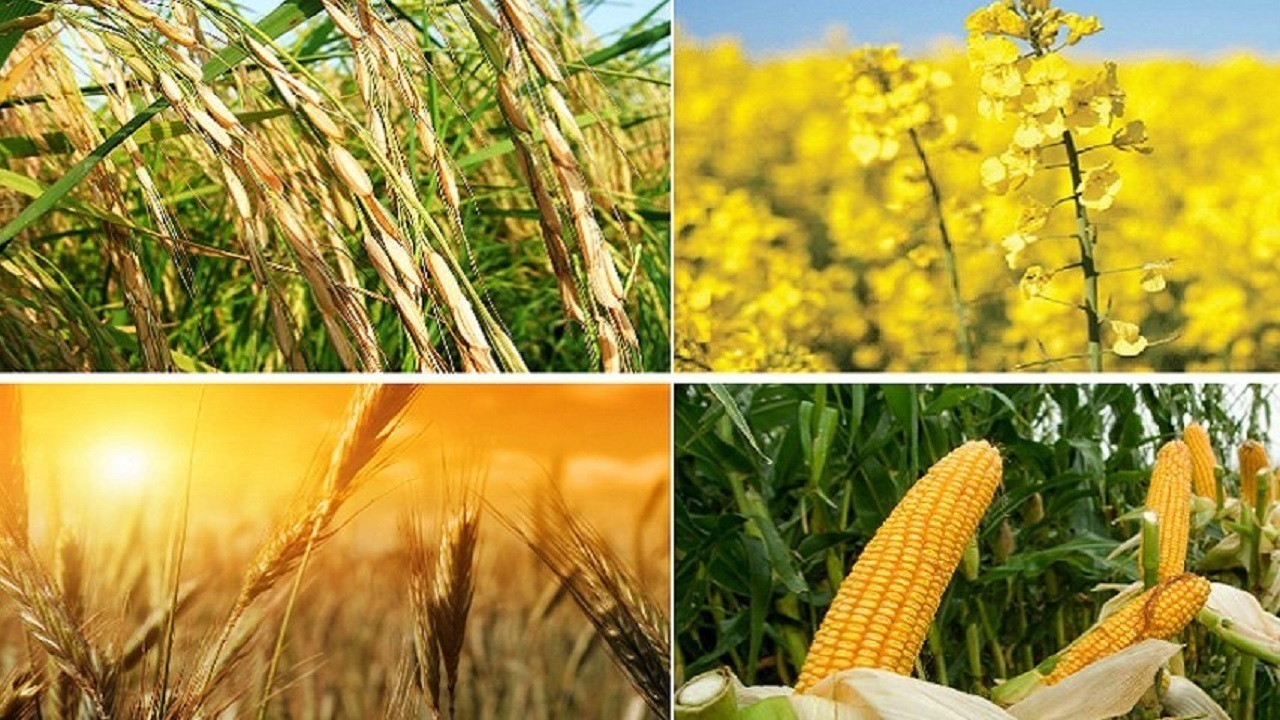 تامین کود پایه چالش پیش روی کشاورزان