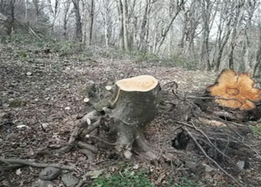 قلع وقمع درختان جنگلی درد و دل گردشگران روستا‌های بنفشه ده و سیاه لش آمل شد