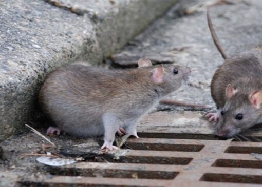 جولان موش ها در محله سلامت قم