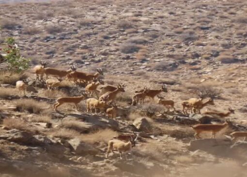 سرشماری حیات‌وحش در پارک ملی بختگان