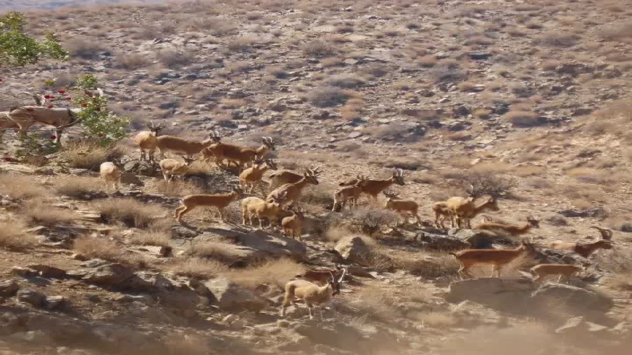 سرشماری حیات‌وحش در پارک ملی بختگان
