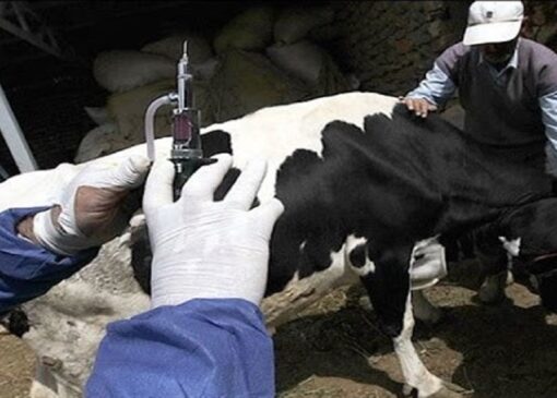 ۱۰۰ درصد جمعیت دام سنگین صنعتی علیه تب برفکی واکسینه شد