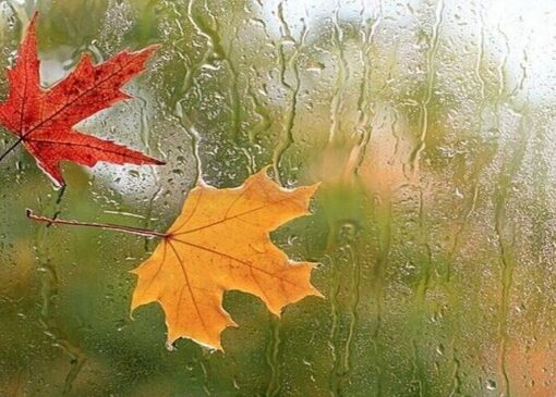 قم بارانی می‌شود