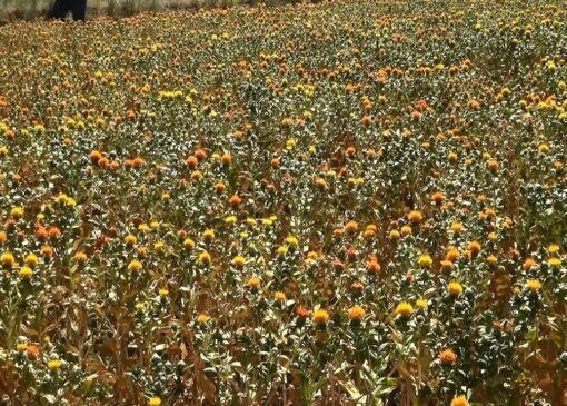 کشت گلرنگ در ۸ روستای طبس