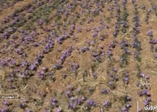 برداشت زغفران در شهمیرزاد + فیلم