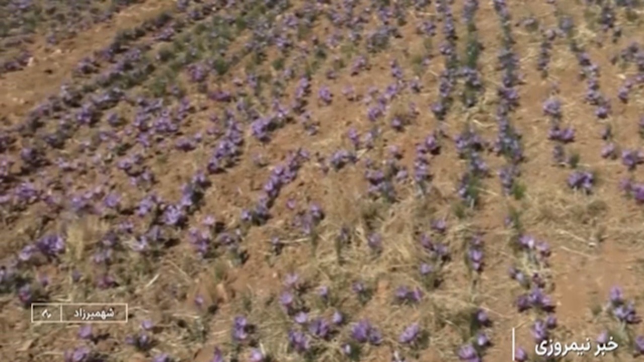 برداشت زغفران در شهمیرزاد + فیلم