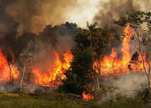 آتش‌سوزی گسترده در جنگل‌های مازندران؛ درخواست فوری برای اعزام بالگرد