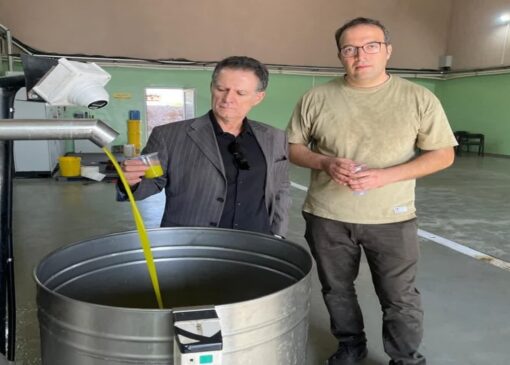 جذب سالانه ۶۵ هزار تن زیتون در واحد‌های فرآوری استان قزوین