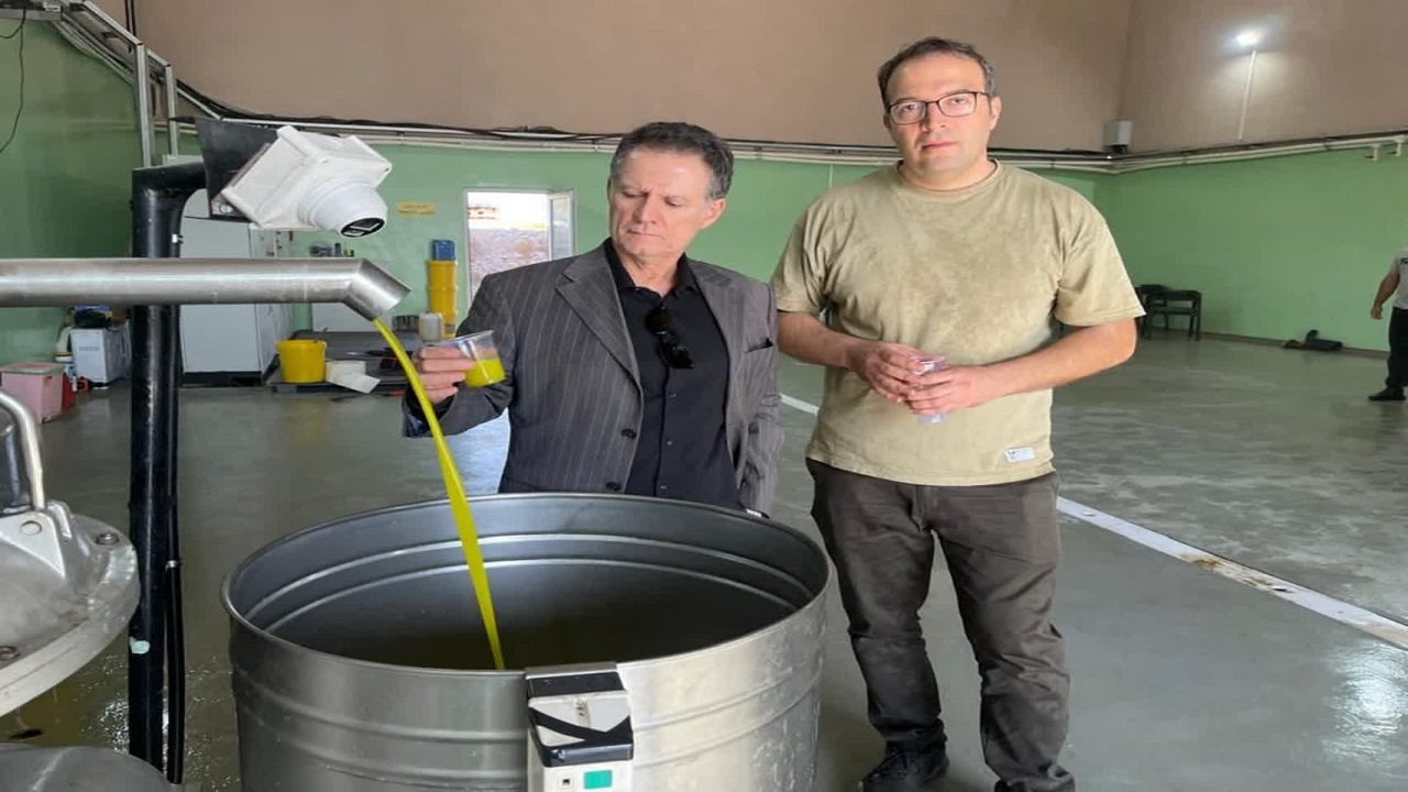 جذب سالانه ۶۵ هزار تن زیتون در واحد‌های فرآوری استان قزوین