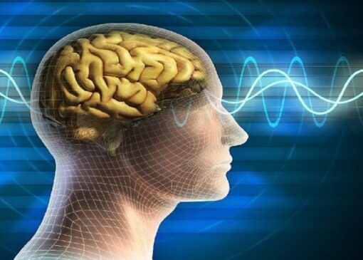 نرم افزار جدید شبیه سازی مغز را ارتقا می‌دهد