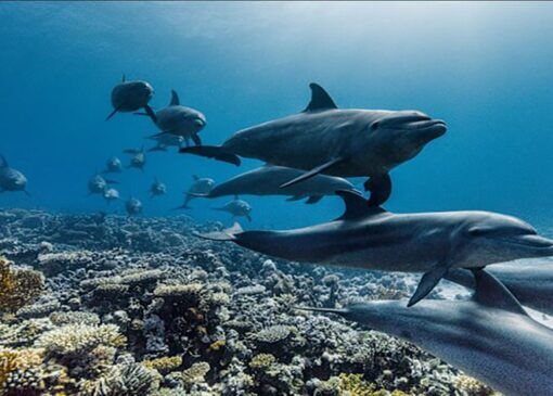 پخش آخرین اثر دیوید اتنبرو از تلویزیون