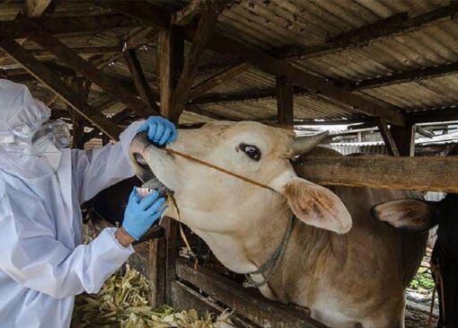 تامین بیش از ۱۶۷ هزار دُز واکسن تب برفکی در کرمانشاه/ بیماری تحت کنترل است