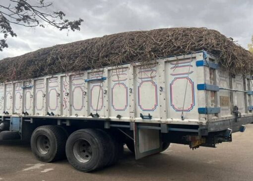 توقیف یک دستگاه کامیون حامل ۷ تن شیرین‌بیان قاچاق در اردبیل