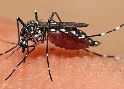 شناسایی ۲۰۶ فرد مبتلا به تب دنگی در هرمزگان