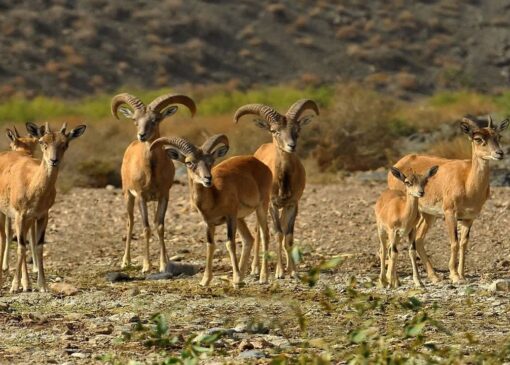 پشت پرده تصاویر جنجالی از شکار در لارستان