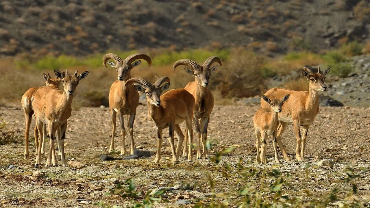 پشت پرده تصاویر جنجالی از شکار در لارستان