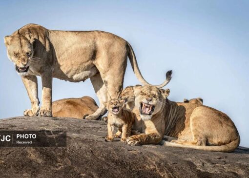 مسابقه عکاسی کمدی حیات وحش ۲۰۲۵