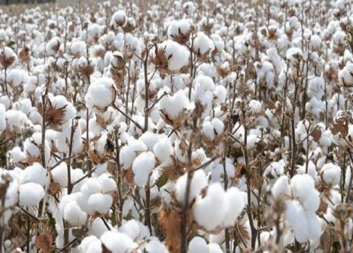 برداشت پنبه از مزارع بشرویه + فیلم
