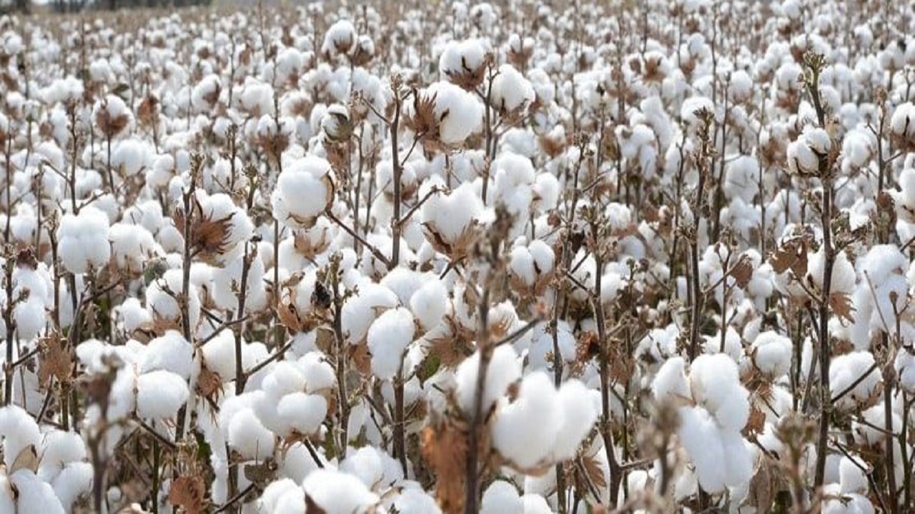 برداشت پنبه از مزارع بشرویه + فیلم