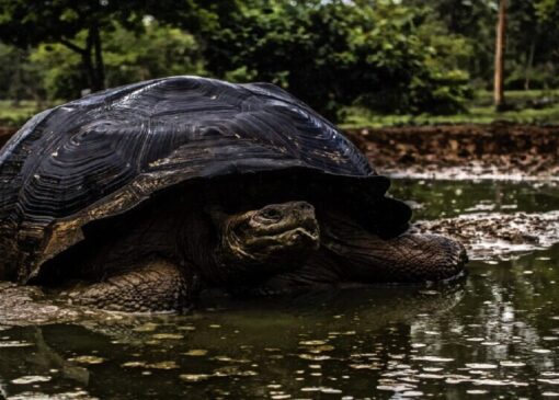 حیواناتی که نمی‌میرند: راز جاودانگی علمی