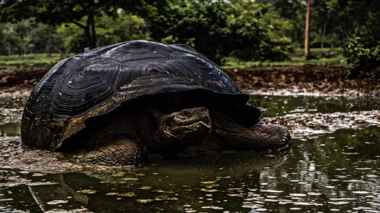 حیواناتی که نمی‌میرند: راز جاودانگی علمی