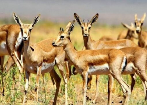 آهوهای لرستان در آغوش جاده ها+ فیلم