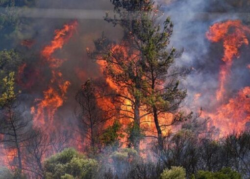 رایزنی بین‌المللی برای خاموش کردن آتش‌سوزی جنگل‌های چالوس