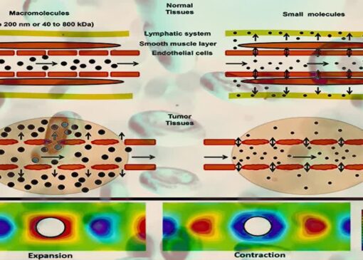 در نظر گرفتن رفتار رئولوژیکی خون برای ارزیابی آسیب به سلول‌های رگ