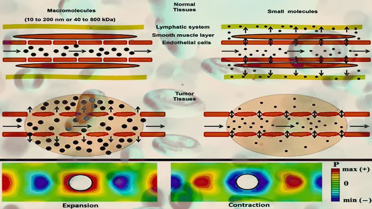 در نظر گرفتن رفتار رئولوژیکی خون برای ارزیابی آسیب به سلول‌های رگ