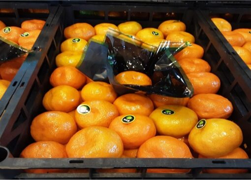 طعم شیرین میوه های مازندران زیر دندان خارجی ها