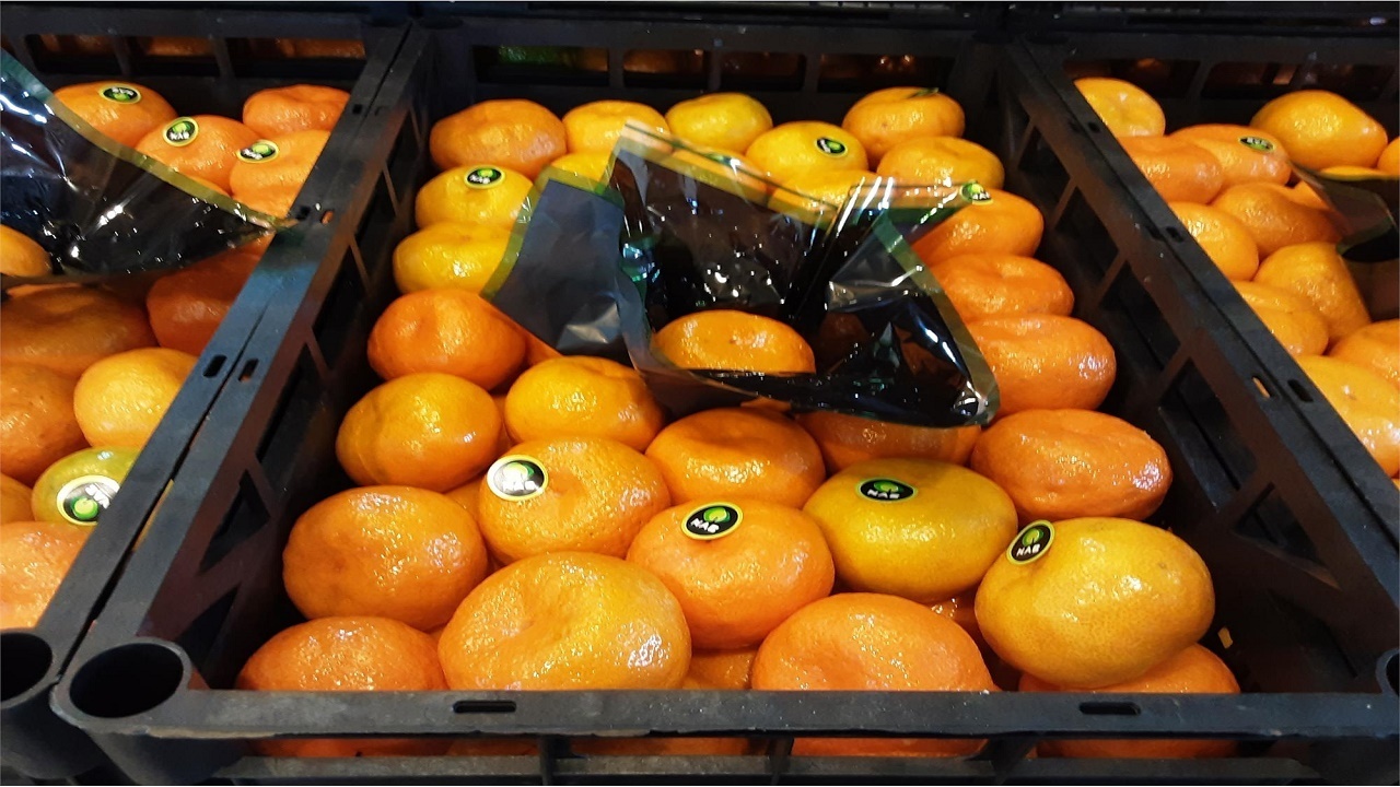 طعم شیرین میوه های مازندران زیر دندان خارجی ها