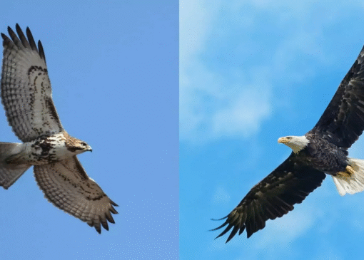 عقاب و شاهین چه تفاوتی دارند؟