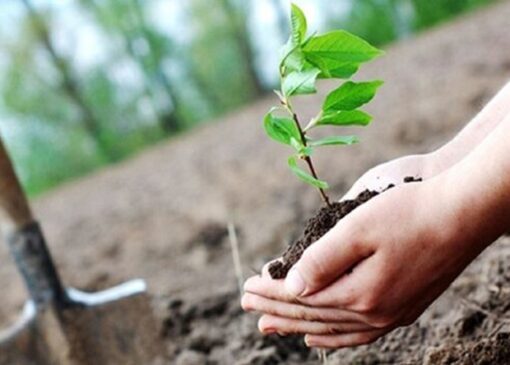 ظرفیت کاشت بیش از یک میلیارد نهال در کشور وجود دارد