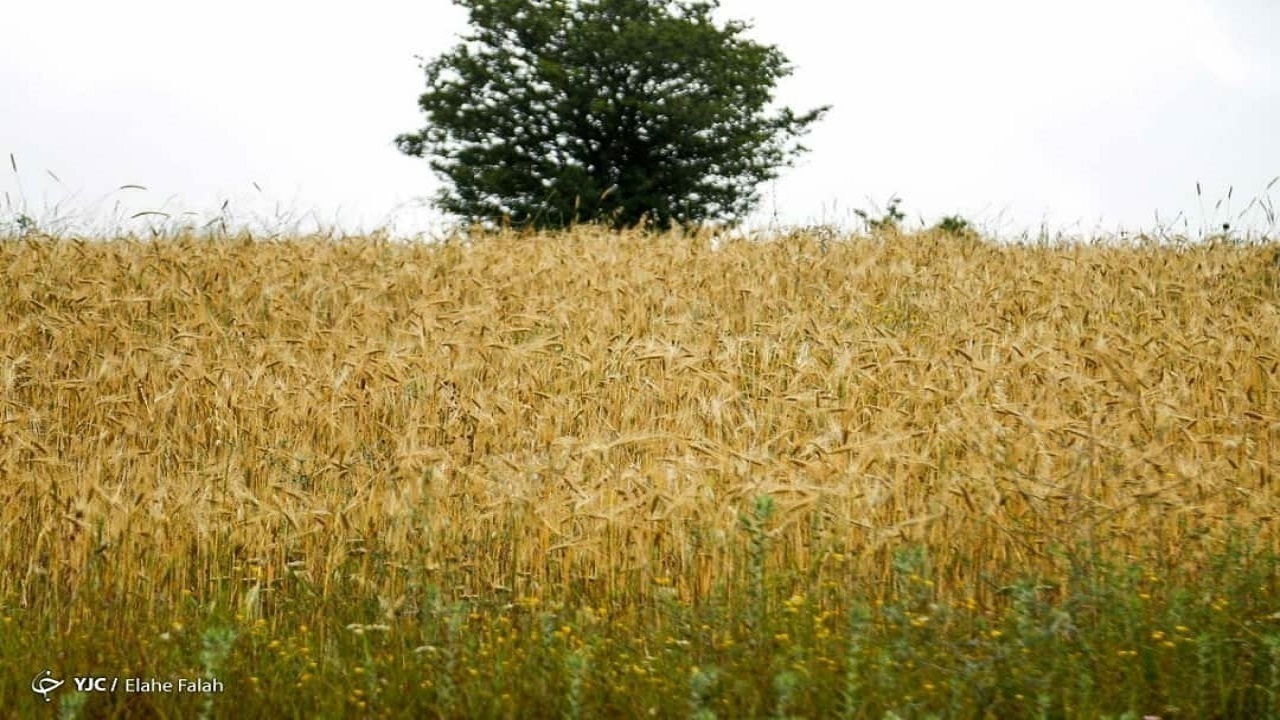 کشاورزان مناطق غرب برای کشت مشکلی ندارند