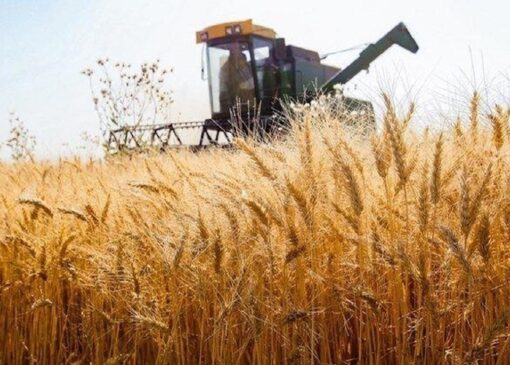 کاهش ۵۰۰ هزارهکتاری کشت گندم نسبت به سال قبل