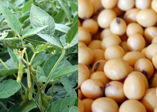 تسویه ۱۰۰ درصد بهای سویا در کمتر از ۱۰ روز؛ رکورد جدید تعاون روستایی گلستان