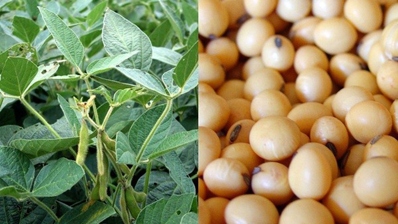 تسویه ۱۰۰ درصد بهای سویا در کمتر از ۱۰ روز؛ رکورد جدید تعاون روستایی گلستان