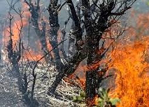 الیت تنها نیست + فیلم