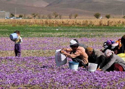 گل‌های ارغوانی زعفران، هدیه‌ای خوشبو و باکیفیت به کشاورزان خراسان جنوبی