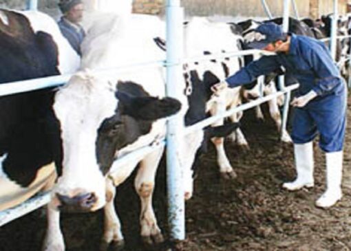 تب برفکی زیر ضربه؛ رزمایش واکسیناسیون دام در فریدونکنار اجرا شد