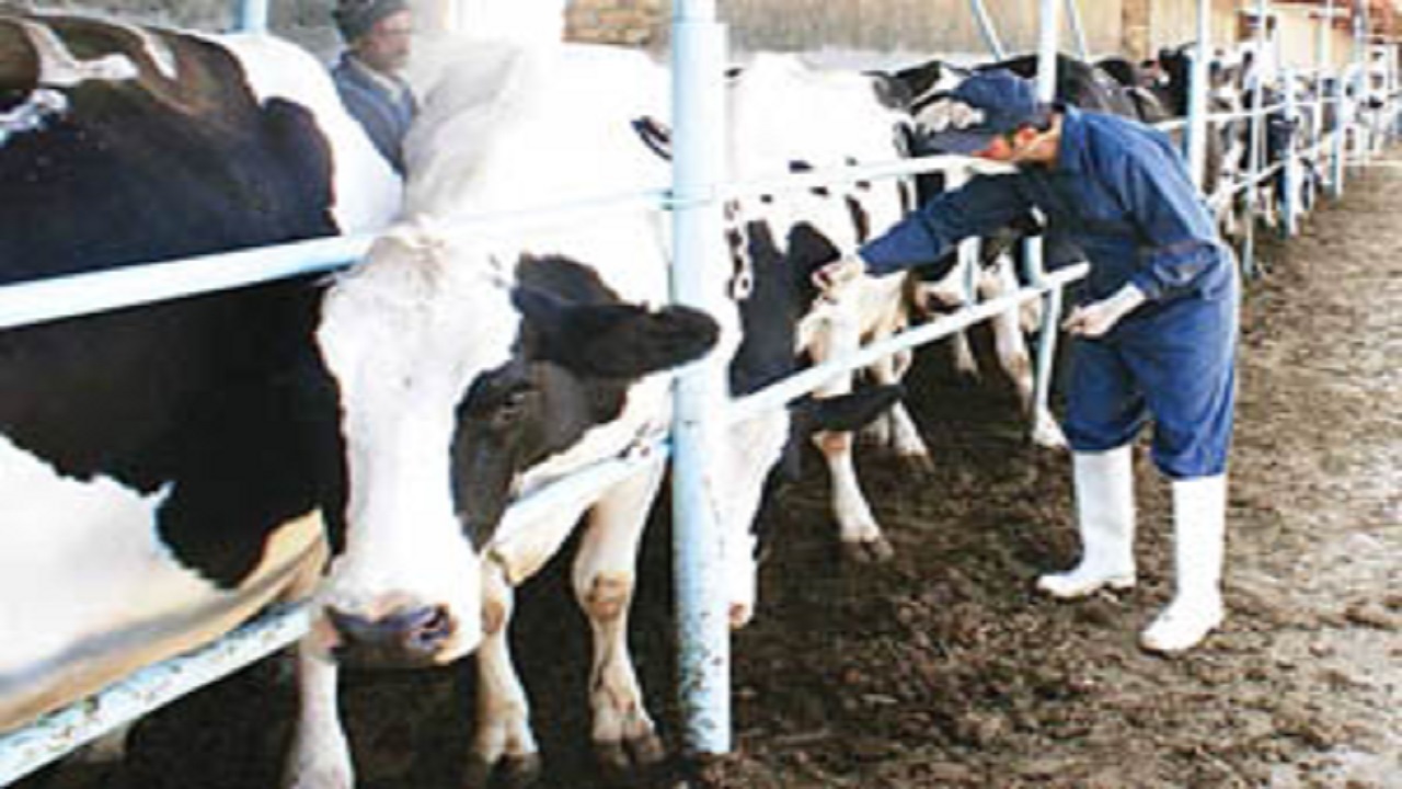 تب برفکی زیر ضربه؛ رزمایش واکسیناسیون دام در فریدونکنار اجرا شد