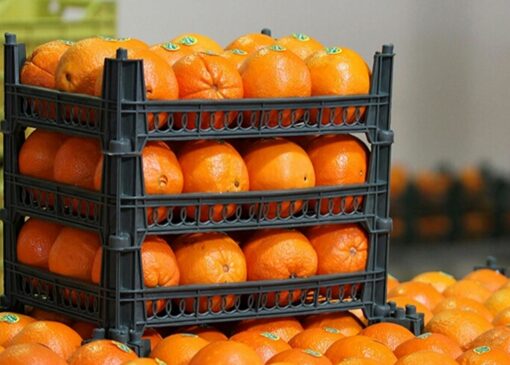 واکنش سازمان غذا و دارو به رنگ کردن پرتقال‌ها + فیلم