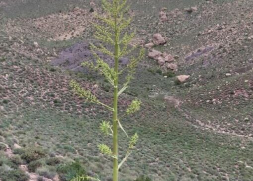راهبرد حفاظتی جدید در زرند؛ هم‌افزایی یگان ویژه منابع طبیعی و محیط زیست برای پایش مستمر