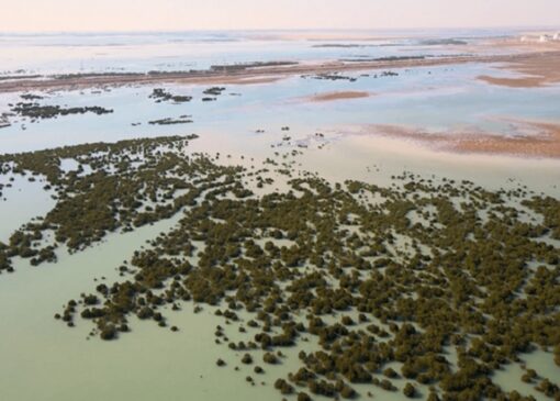 سفری در رگ‌های زنده خلیج‌فارس