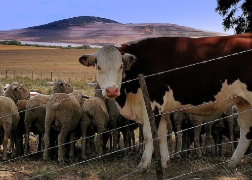 هشدار به دامداران لرستانی؛ شیوع تب برفکی در فصل سرما