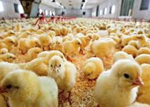 ادامه بحران جوجه یک روزه + فیلم