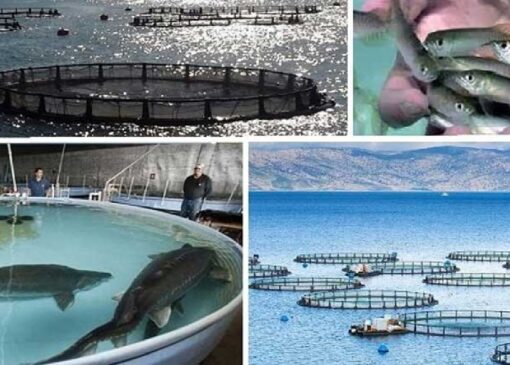 ایران به جمع سه کشور صاحب فناوری واکسن‌های خوراکی آبزیان پیوست