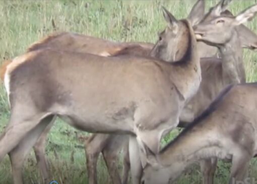 تصاویری از مرال‌های هیرکانی + فیلم