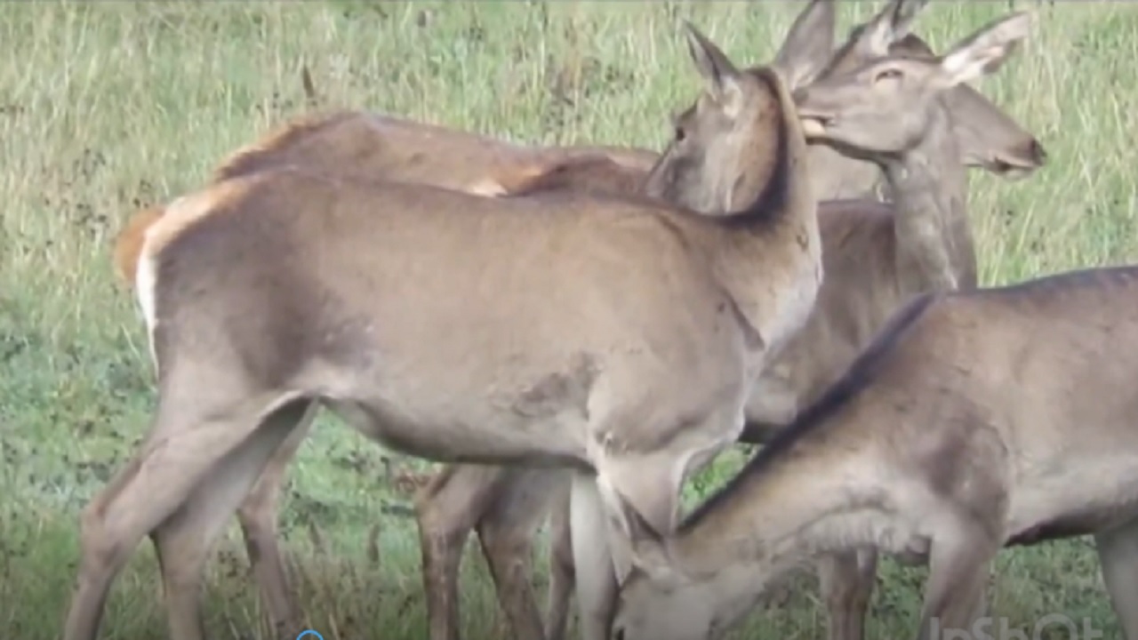 تصاویری از مرال‌های هیرکانی + فیلم