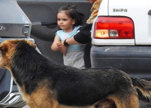 کاهش ۳ درصدی مصدومان ناشی از گازگرفتگی سگ در مازندران